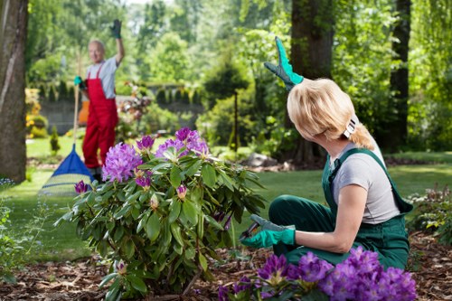 Person trimming a hedge with trimmer, community garden in Beckenham