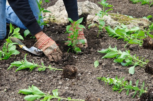 Reasons for tree removal in Beckenham