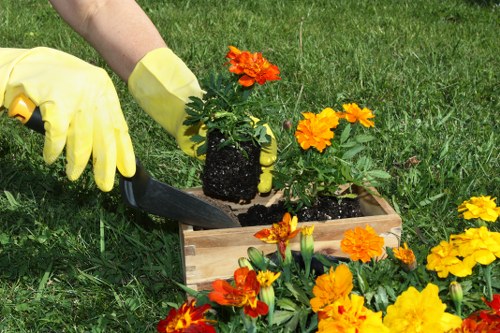 Benefits of professional tree services